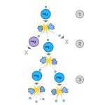 Fission Chain Reaction